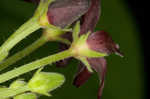 Maroon Carolina milkvine